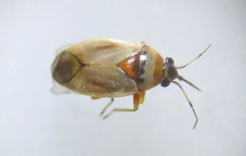 Salicarus roseri - photo 5
