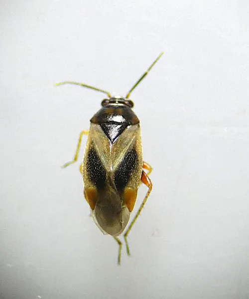 Salicarus roseri - photo 6