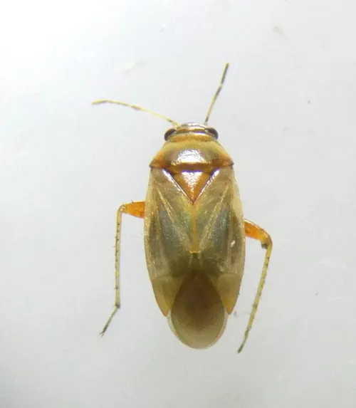 Salicarus roseri - photo 7