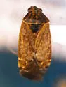 Salignus tahoensis