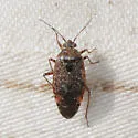 Salignus tahoensis - photo 3
