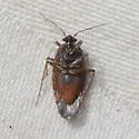 Salignus tahoensis - photo 4