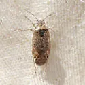 Salignus tahoensis - photo 5