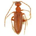 Salimuzzamania howdeni