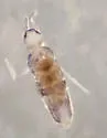 Salina beta