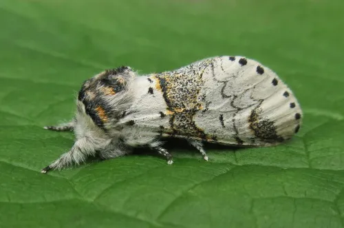 Sallow Kitten - photo 2