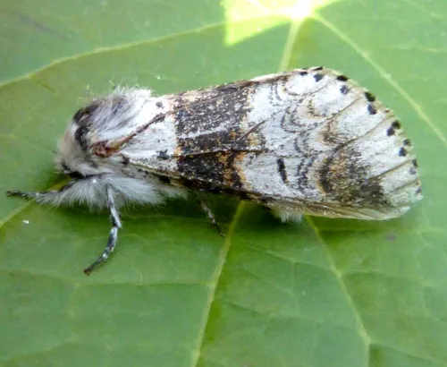 Sallow Kitten - photo 3