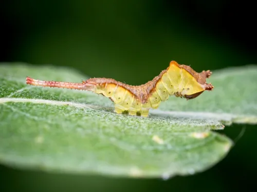 Sallow Kitten - photo 4