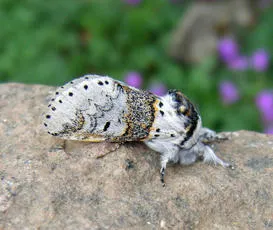 Sallow Kitten - photo 5