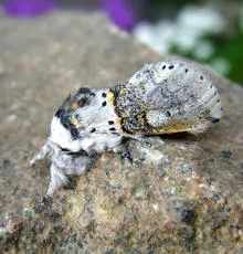 Sallow Kitten - photo 7