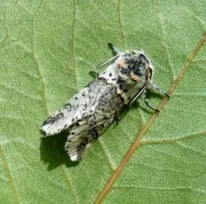 Sallow Kitten - photo 8