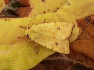 The Sallow