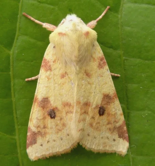 The Sallow - photo 2