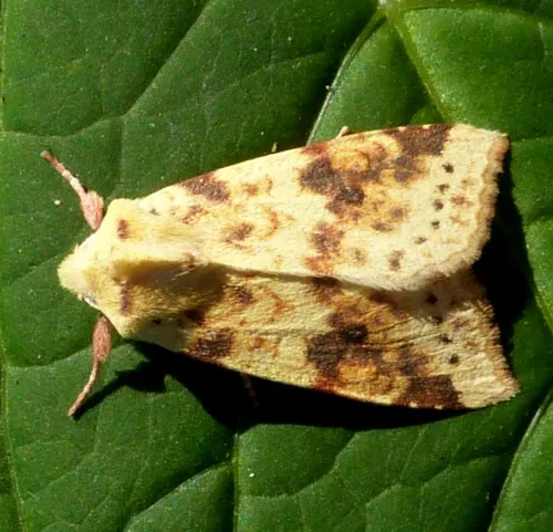 The Sallow - photo 3