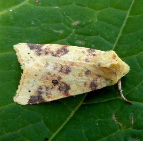 The Sallow - photo 4