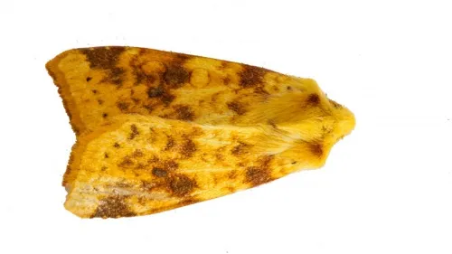 The Sallow - photo 5