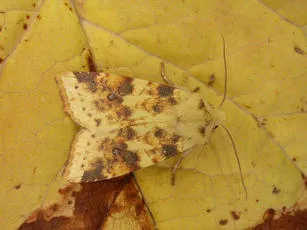 The Sallow - photo 6