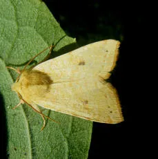 The Sallow - photo 7
