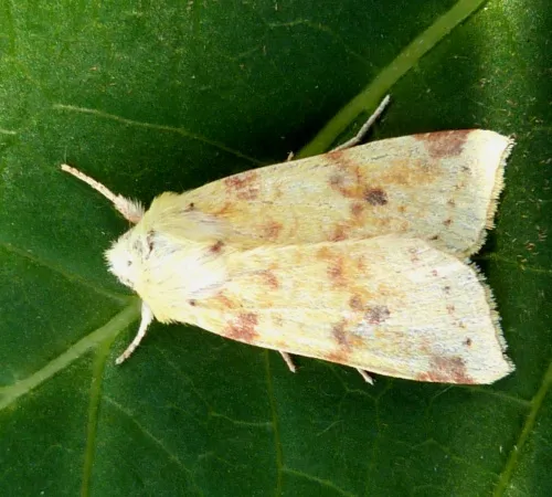 The Sallow - photo 8
