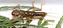 Salmoperla sylvanica