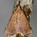 Salobrena recurvata - Hodges#5560