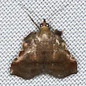 Salobrena sincera - Hodges#5559 - photo 2