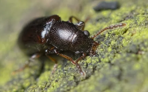 Narrow-waisted Bark Beetles - photo 2