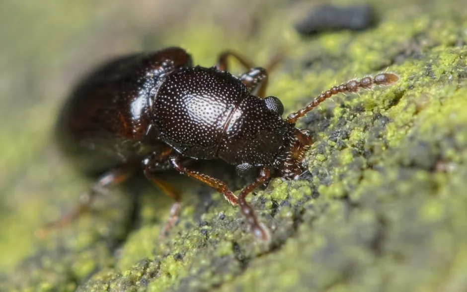 Narrow-waisted Bark Beetles - photo 3