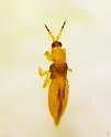 Salpingothrips aimotofus