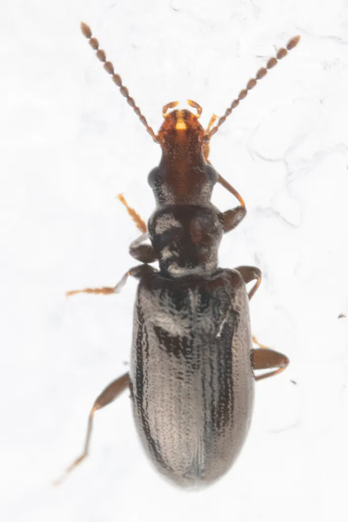 Salpingus elongatus