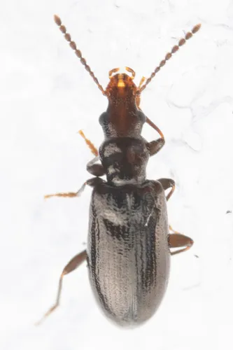 Salpingus elongatus - photo 2