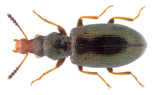 Salpingus fulvirostris