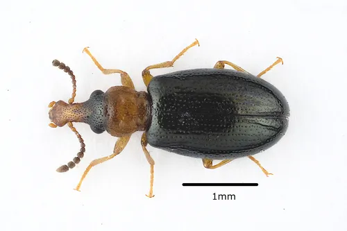 Salpingus ruficollis - Salpingus ruficollis