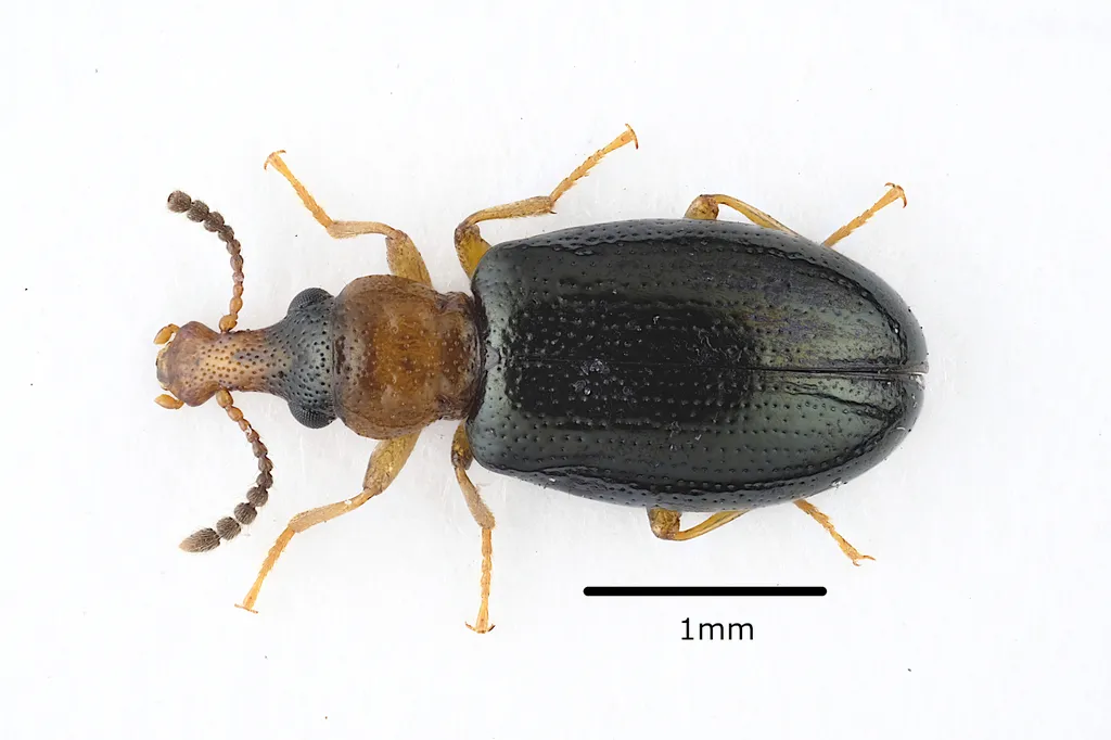 Salpingus ruficollis - photo 2