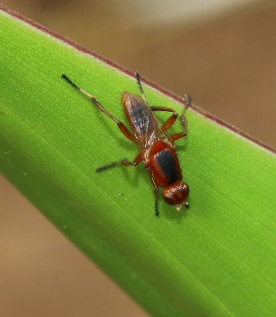 Saltella orientalis - photo 2