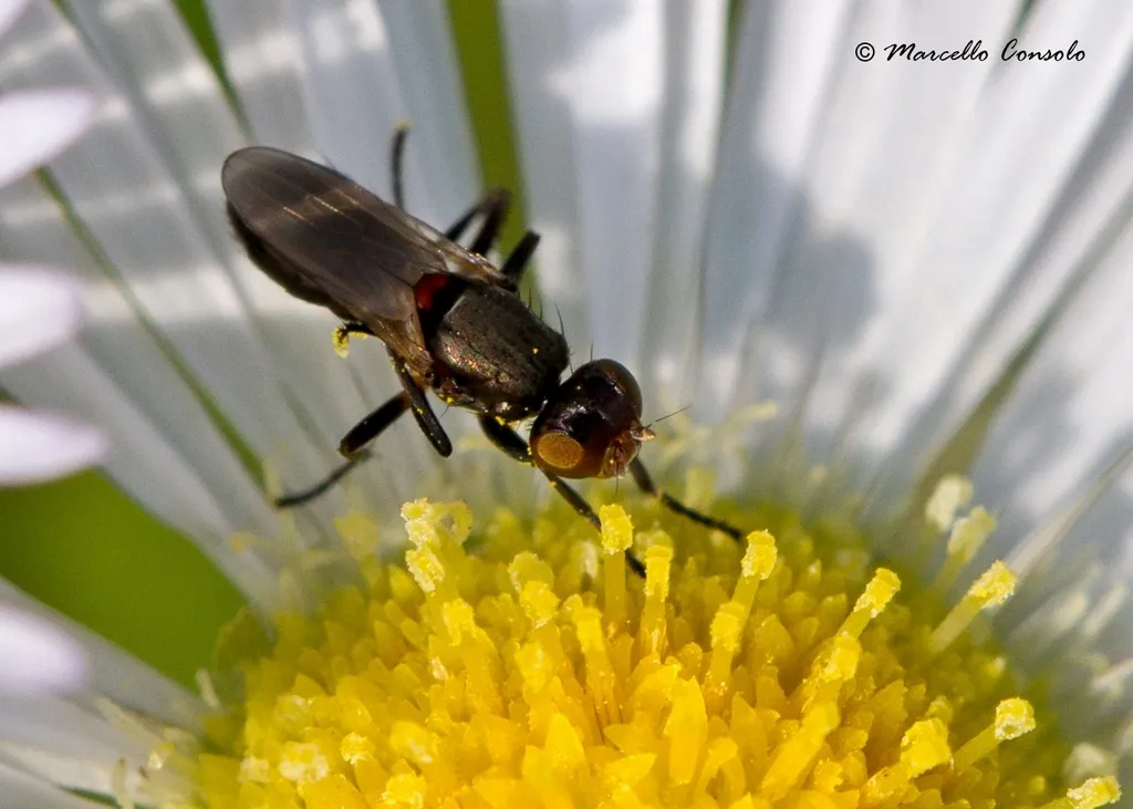 Saltella sphondylii - photo 2
