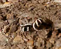 Salticus austinensis - photo 4