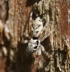 Salticus cingulatus