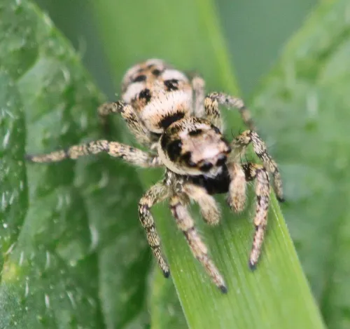 Salticus cingulatus - photo 2