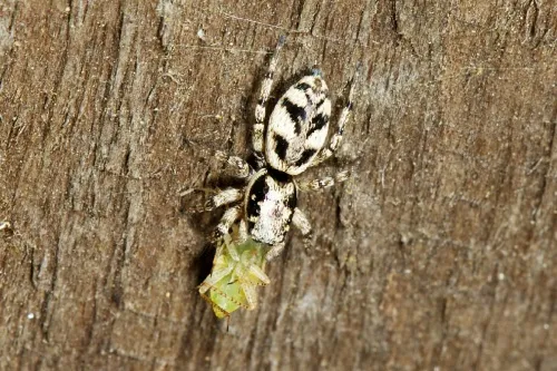 Salticus cingulatus - photo 3
