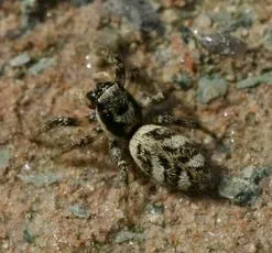 Salticus cingulatus - photo 4