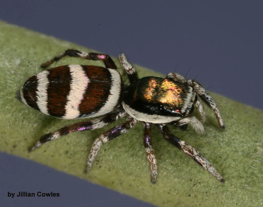 Salticus palpalis - photo 2