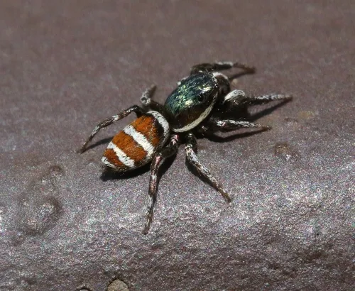 Salticus palpalis - photo 4