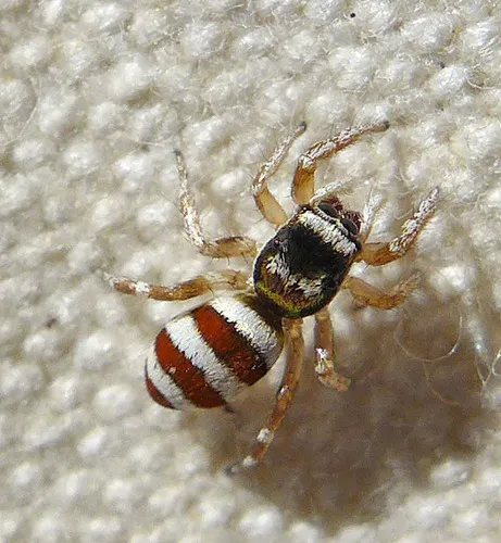 Salticus palpalis - photo 5