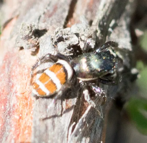 Salticus palpalis - photo 6