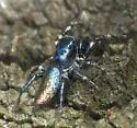 Salticus peckhamae