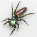 Salticus peckhamae - photo 2
