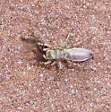 Salticus peckhamae - photo 5