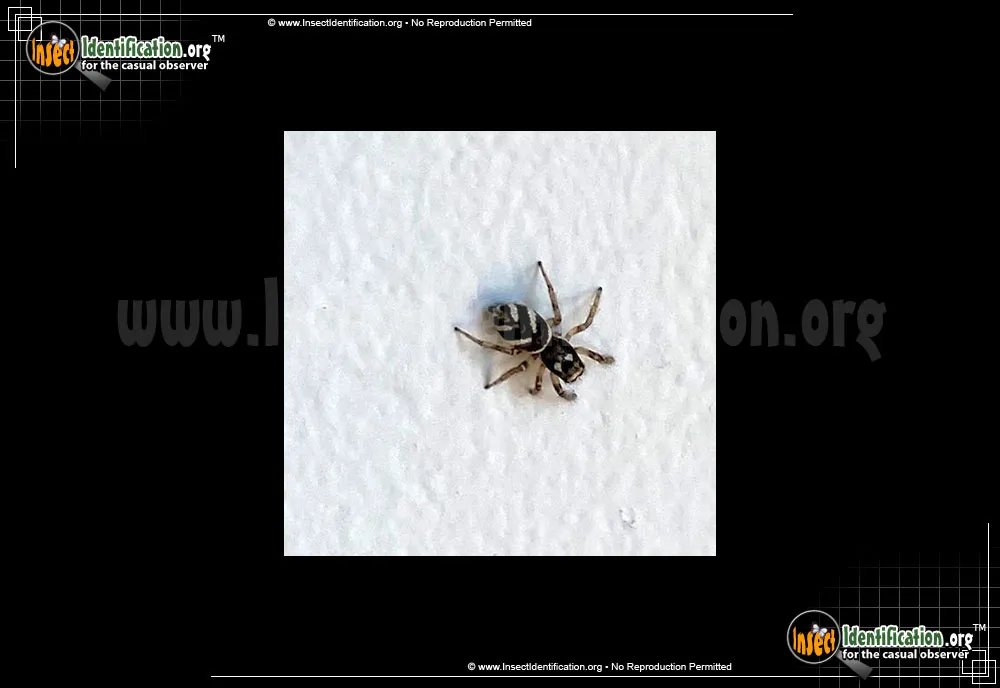 Salticus scenicus - Salticus scenicus