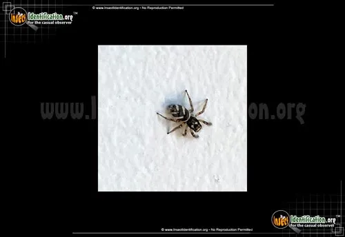 Salticus scenicus - photo 2
